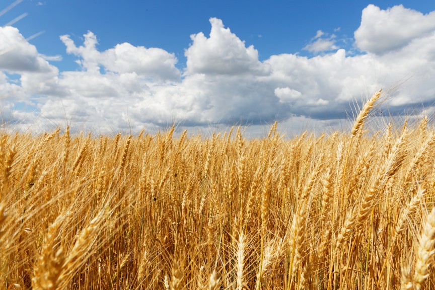 beautiful-shot-whet-field-with-cloudy-sky
